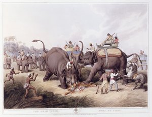 死虎老虎之死，1807年