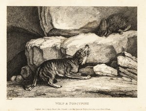 罗杰·埃斯特兰奇的《狼和豪猪》。 1811（蚀刻） 作者 塞缪尔·豪伊特