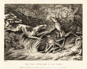 三只猎犬攻击一只被鹿角抓住的雄鹿。1811年（蚀刻版画） 作者 塞缪尔·豪伊特