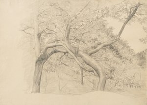 1884年的树叶丛林（抛光纸上的石墨）