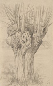 粗糙的树，1884年（抛光纸上的石墨）