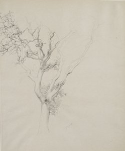 树木研究，1884年（灰色编织纸上的石墨）