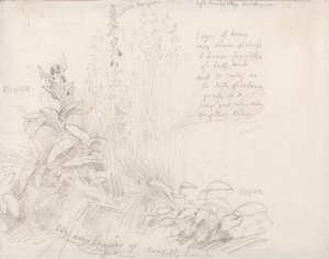 毛地黄 作者 塞缪尔·帕尔默（Samuel Palmer）