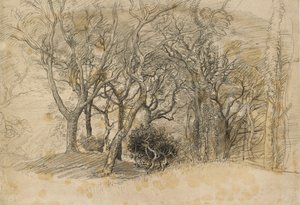 克洛维利公园的树木研究，1834年 作者 塞缪尔·帕尔默（Samuel Palmer）