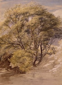 柳树研究，约 1850 年（纸面水彩画） 作者 塞缪尔·帕尔默（Samuel Palmer）