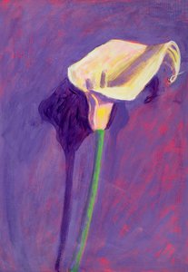 Arum Lily（油卡）