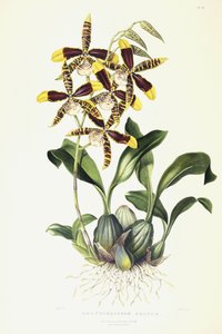 大齿齿龙（Odontoglossom），约1837-1843年 作者 德雷克小姐