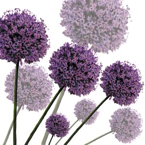 Allium Fernandez，2004（数字化）