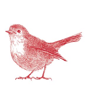Robin, 2017 作者 莎拉·霍夫