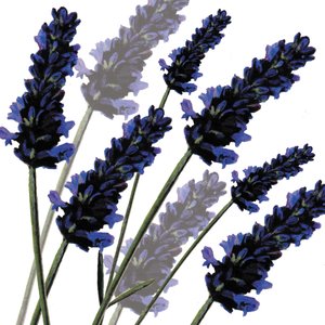 Sweet Lavender，2004（数字化） 作者 莎拉·霍夫