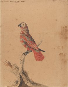 一只红鹦鹉 作者 莎拉·斯通（Sarah Stone）