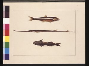 第 13 页。 Catherine, Tobacco, Pipe Fish, Remora Fish。 现在称为凤尾鱼、长笛嘴和吸吮鱼，约 1789-90 年（水彩）