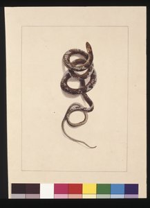 Page 20. Snake No.1. Now known as a Brown Snake, c.1789-90 (watercolor)