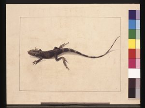 Page 31. Muricated Lizard. Now known as a Tree Dragon, c.1789-90 (watercolor)
