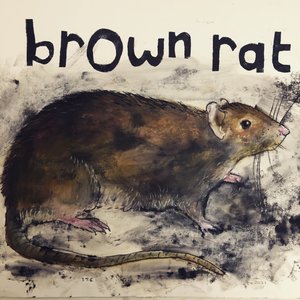 Brown rat,2021,(ink on paper) 作者 莎拉·汤普森·恩格斯