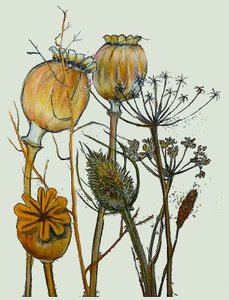 Dried seed heads,2019 (ink monoprint) 作者 莎拉·汤普森·恩格斯