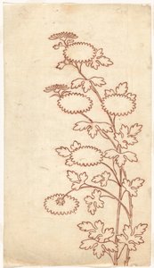 Chrysanten