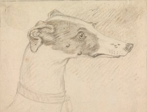 灰猎犬头像 作者 索里·吉尔平（Sawrey Gilpin）