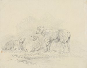 三只羊 作者 索里·吉尔平（Sawrey Gilpin）