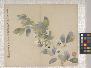 8 叶花卉册，17 世纪中期（纸张上的墨水和色彩） 作者 学校中文