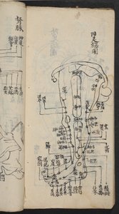 腿上的穴位，出自经关七智，《穴位与经络的始末》，pub。 中国南方，18 世纪初（纸本水墨）
