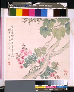 花鸟相册》，日期不详（绢本水墨和彩色） 作者 学校中文
