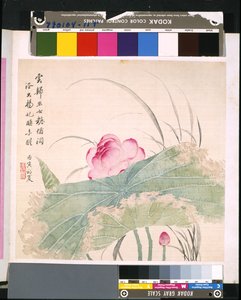 花鸟册》，日期不详（绢本水墨和彩色） 作者 学校中文
