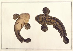 Lepoo，来自“来自马六甲的动物、昆虫和爬行动物的绘画”，c.1805-18（纸上水粉和水彩） 作者 学校中文