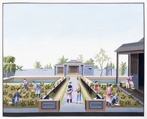 摘棉花，约1800年（在厚厚的本机纸上用水粉绘画） 作者 学校中文
