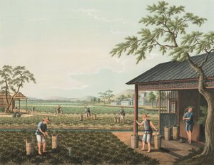茶叶生产，约 1820 年（绢上体彩和金彩，铺在纸上） 作者 学校中文