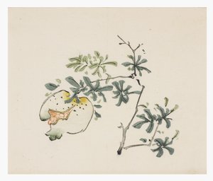 十竹系列 作者 学校中文