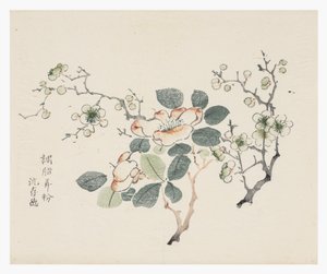 十竹系列 作者 学校中文