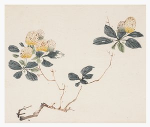 十竹系列 作者 学校中文