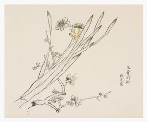 十竹系列 作者 学校中文