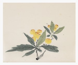 十竹系列 作者 学校中文