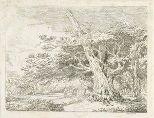 Needwood - 橡树：蚀刻画 作者 学校英语