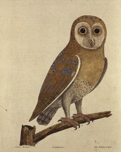 猫头鹰（彩色雕刻） 作者 学校英语