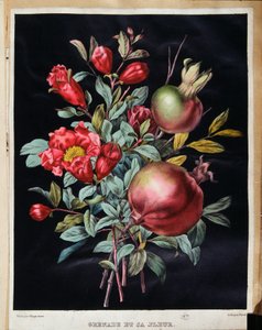 石榴和它的花--植物学板块 作者 法语学校