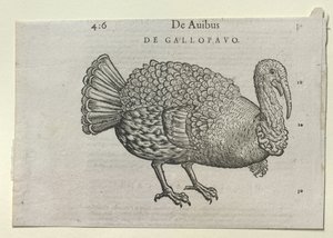 A Turkey 作者 学校德语