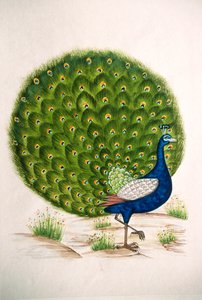 丝绸孔雀微型绘画 作者 印度学校