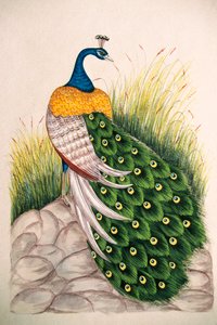 丝绸孔雀微型绘画 作者 印度学校