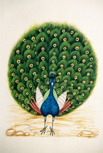 丝绸孔雀微型绘画 作者 印度学校
