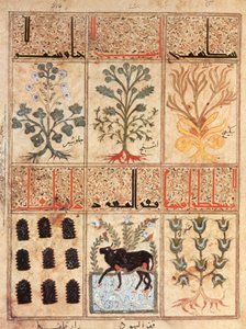 Kitab al-Diryaq》解毒书插图，伪加伦（牛皮纸）绘制