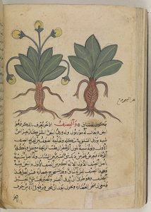 或 3366 f.144v 雌雄曼德拉，出自 Pedanius Dioscorides 于 735 年创作的《Kitab Disquridis》。