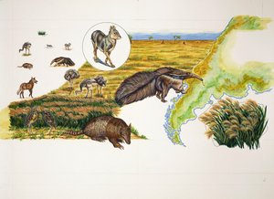 阿根廷，潘帕斯地区（彩色平版印刷）。 作者 学校意大利语