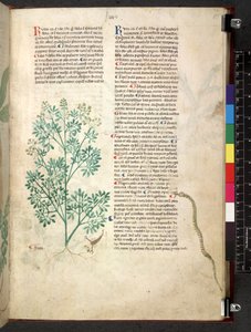 埃格顿 747 Tractatus de herbis（《本草纲目》），约 1280-1310 年（牛皮纸上的墨水和色彩） 作者 学校意大利语