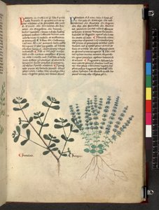 埃格顿 747 Tractatus de herbis（《本草纲目》），约 1280-1310 年（牛皮纸上的墨水和色彩） 作者 学校意大利语