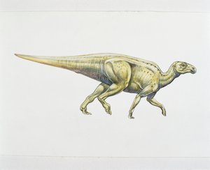 鸭嘴兽或鸭嘴龙（彩色平版画） 作者 学校意大利语