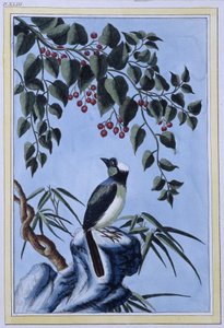 Bird - Japanese print 作者 日本学校