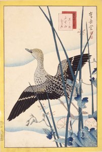 野鸭 作者 学校日语
